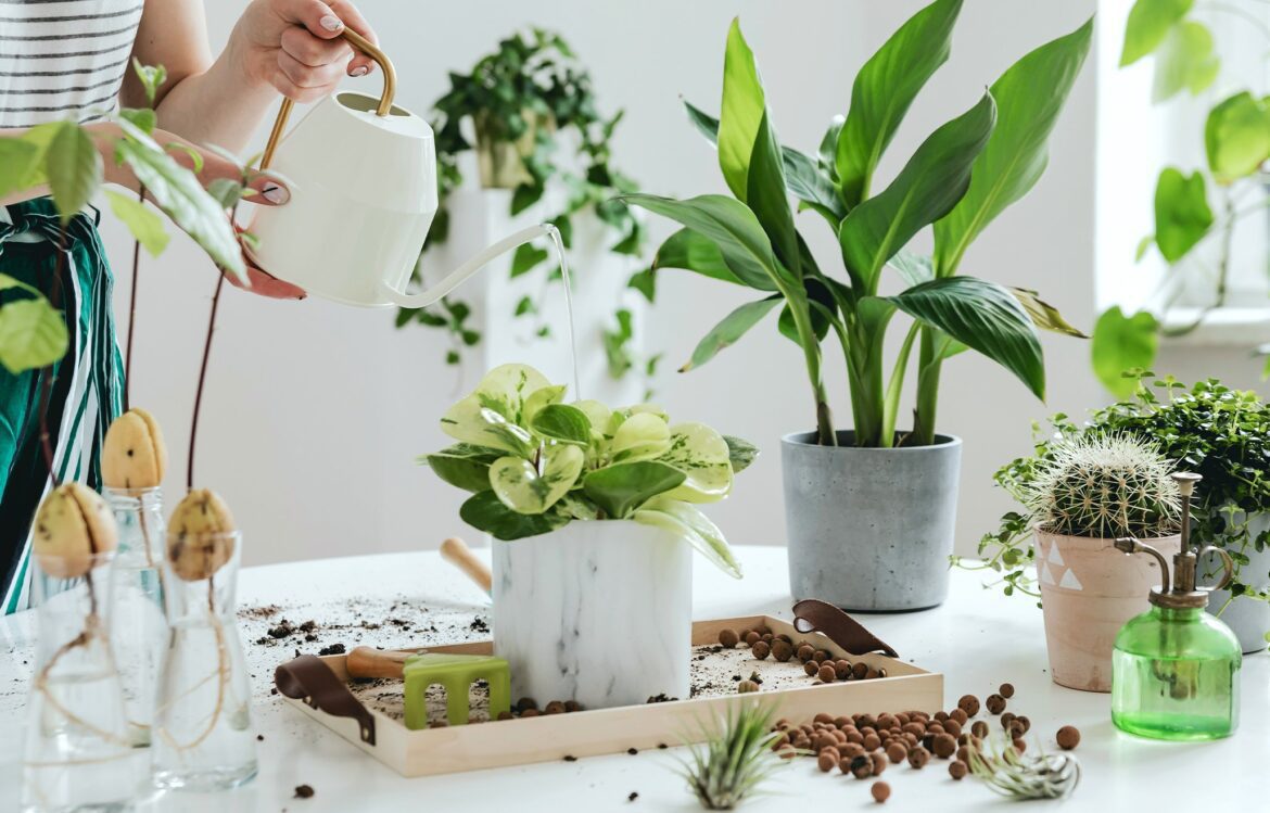 WHY PROHIBITING PEAT IS POSITIVE NEWS FOR PLANT PARENTS – WHY PROHIBITING PEAT IS POSITIVE NEWS FOR PLANT PARENTS – Tropic Skincare