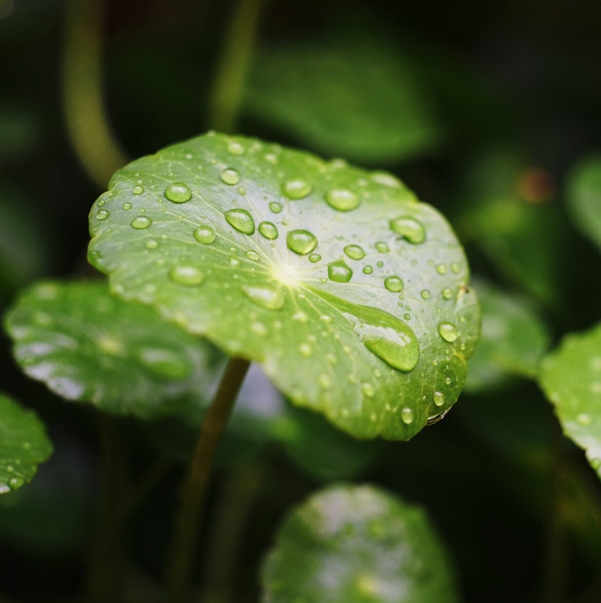 WHY IS TIGER GRASS GOOD FOR MY SKIN? – Tropic WHY IS TIGER GRASS GOOD FOR MY SKIN? – Tropic Skincare