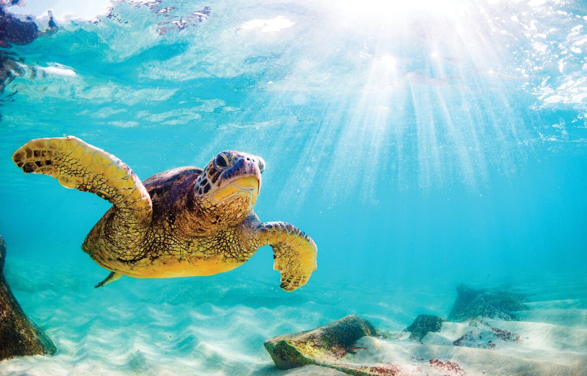 CELEBRATING WORLD OCEAN DAY WITH TROPIC – Tropic Skincare CELEBRATING WORLD OCEAN DAY WITH TROPIC – Tropic Skincare