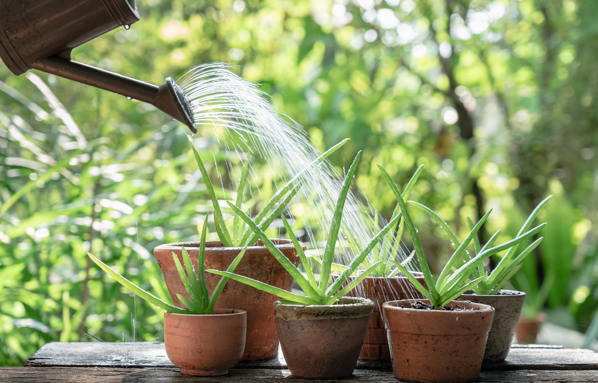 ASK THE EXPERTS: HOW TO LOOK AFTER MY HOUSEPLANT