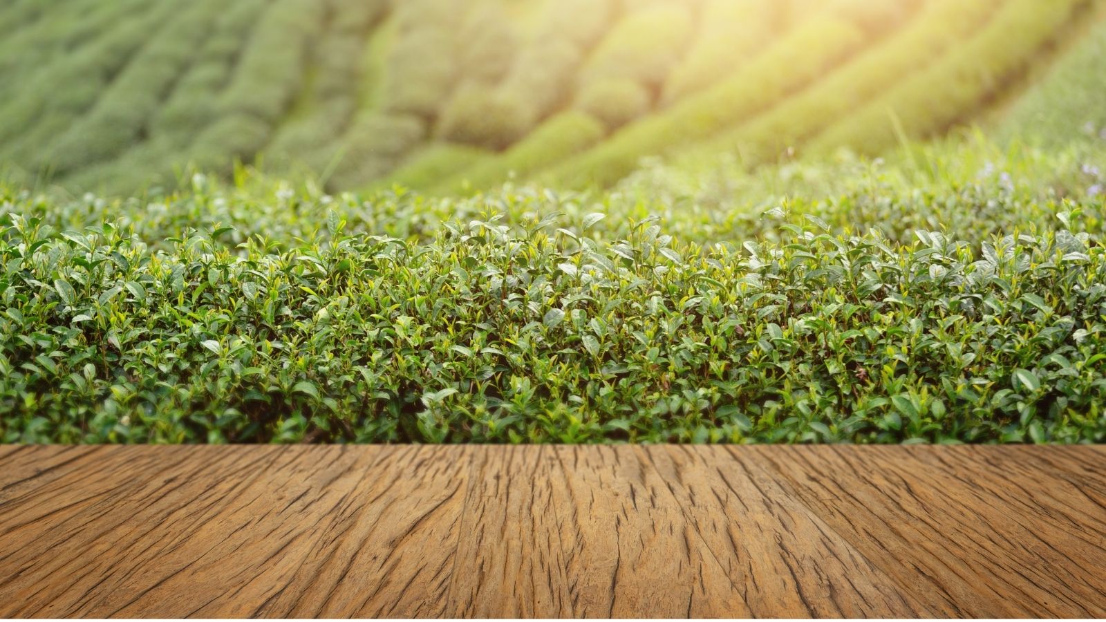 Health Benefits of Green Tea - Why You Should Drink Green Tea