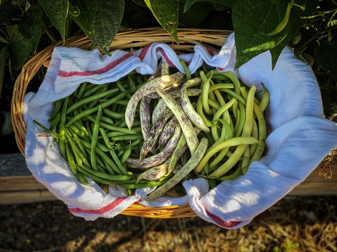 eniko-torneby-rNSg5Yo1k20-unsplash are green beans keto