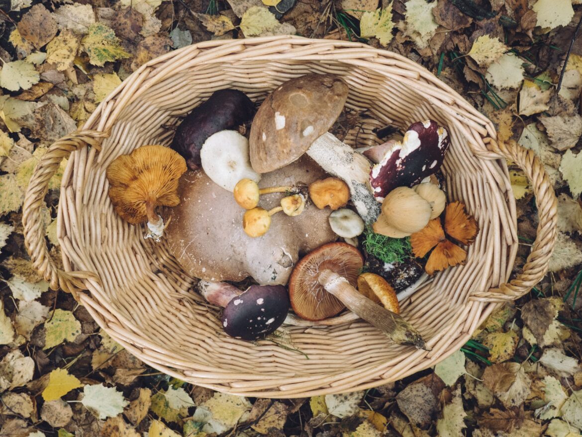 andrew-ridley-6KCS—7jbc-unsplash are mushrooms keto