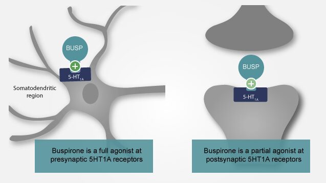 Buspar & Weight Change (The Research)