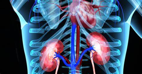 Does Kidney Disease Cause Weight Loss