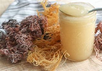 Does Sea Moss Help With Weight Loss?