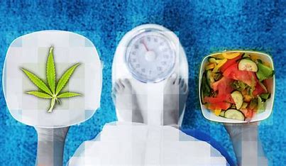 Which Weed Helps With Weight Loss-Which Cannabis Is Best For Weight Loss?
