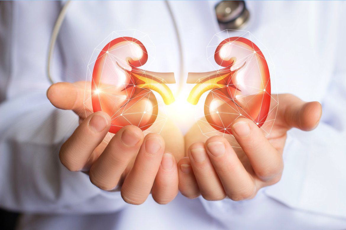 kidney
