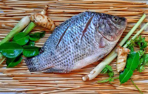 Is Tilapia Fish Good For Weight Loss