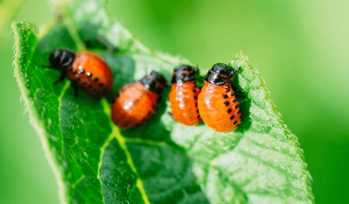 Do Bugs Sleep Wellness Voice