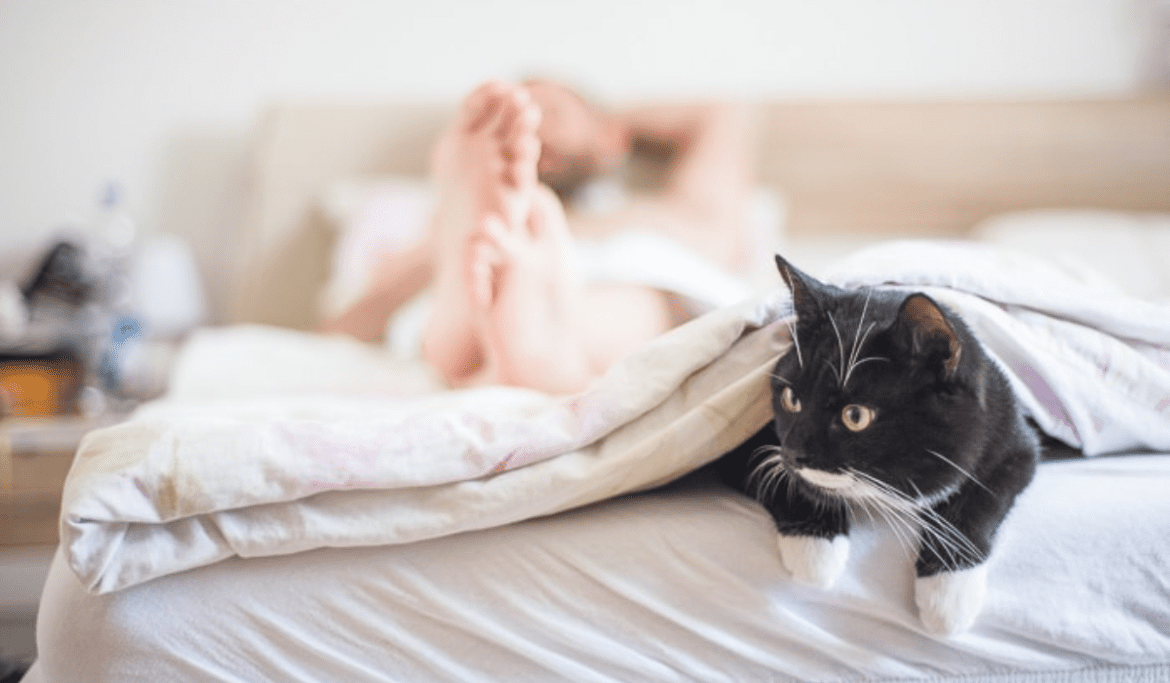 Do Cats Protect you When you Sleep Wellness Voice