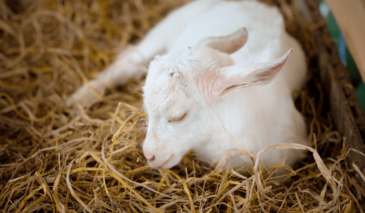 Do Goats Sleep Standing up Wellness Voice