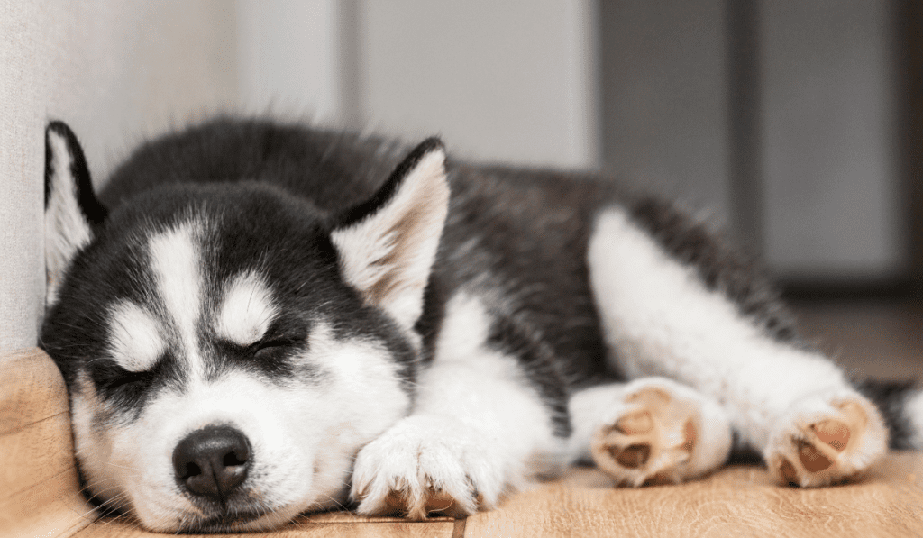 Do Huskies like to Sleep with their Owners Wellness Voice