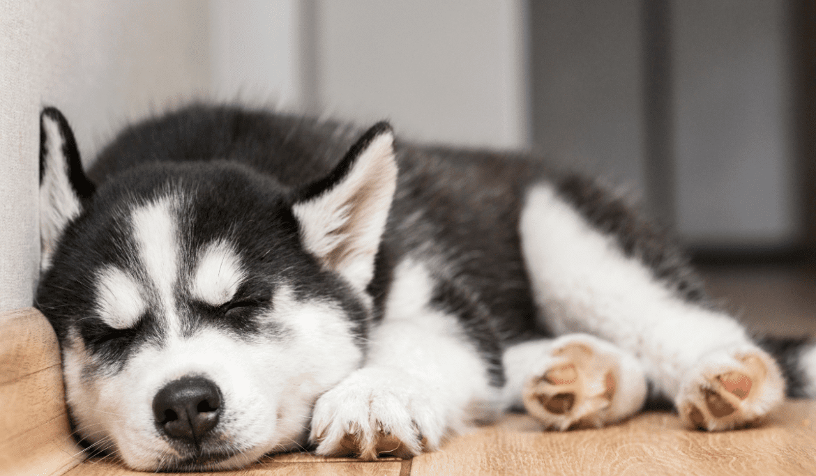 Do Huskies like to Sleep with their Owners Wellness Voice