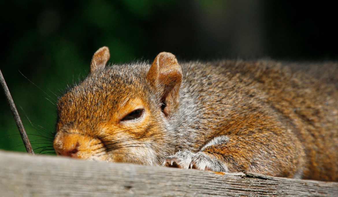 Do Squirrels Sleep with their Eyes Open Wellness Voice