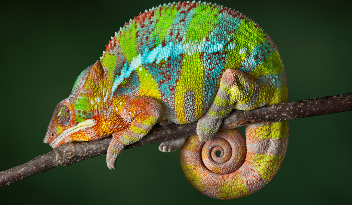 How Does a Lizard Sleep Wellness Voice