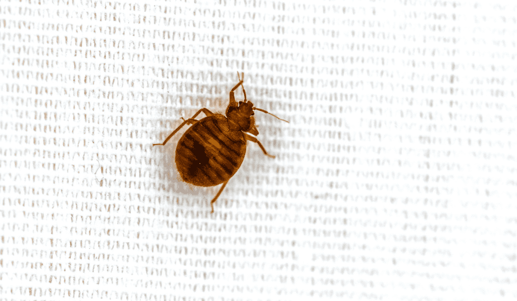 Where to Sleep if you have Bed Bugs Wellness Voice