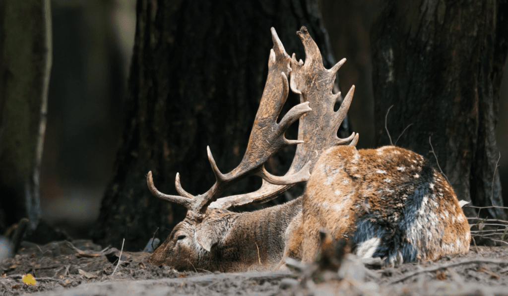 Why do Deer Sleep in my Yard Wellness Voice