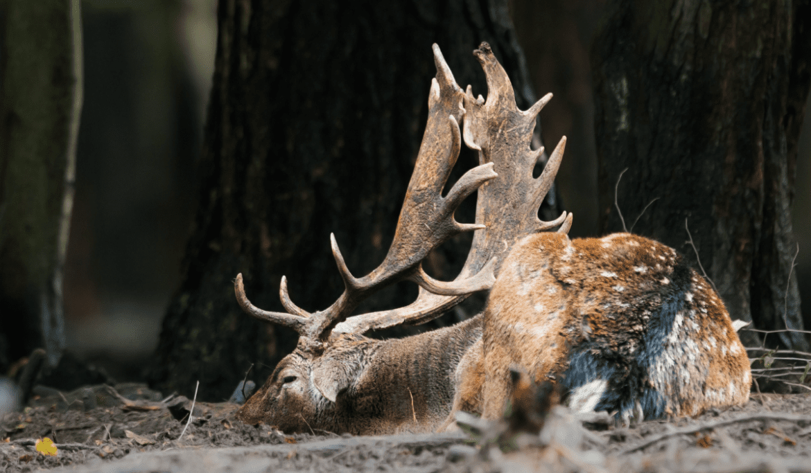 Why do Deer Sleep in my Yard Wellness Voice