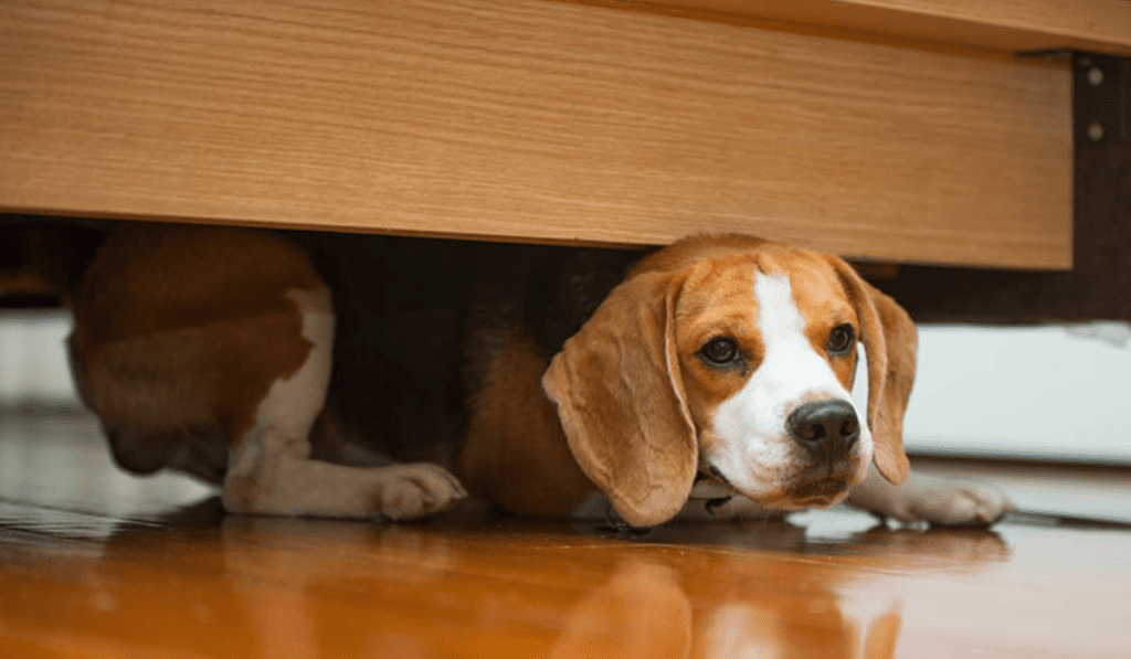 Why do Dogs sleep under the Bed Wellness Voice