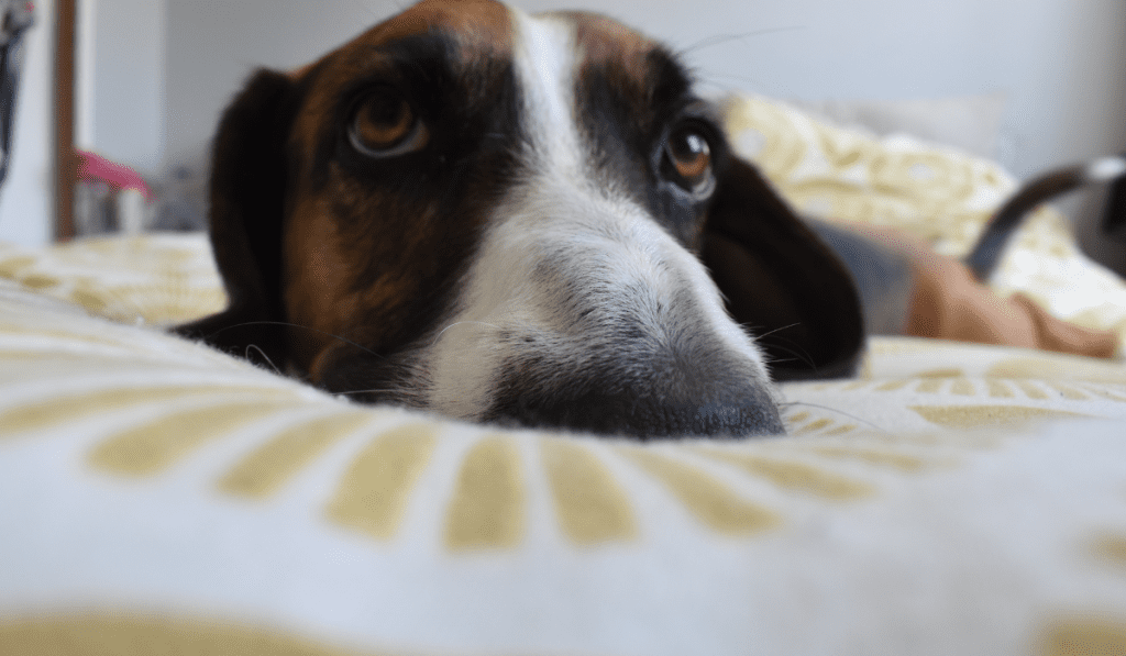 Why is my Dog Wagging his Tail in his Sleep Wellness Voice