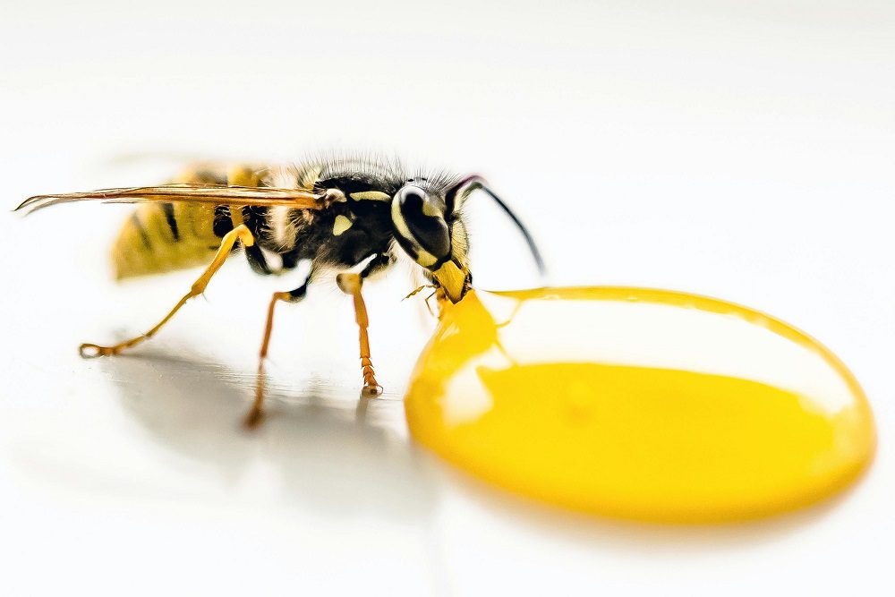 bee sting